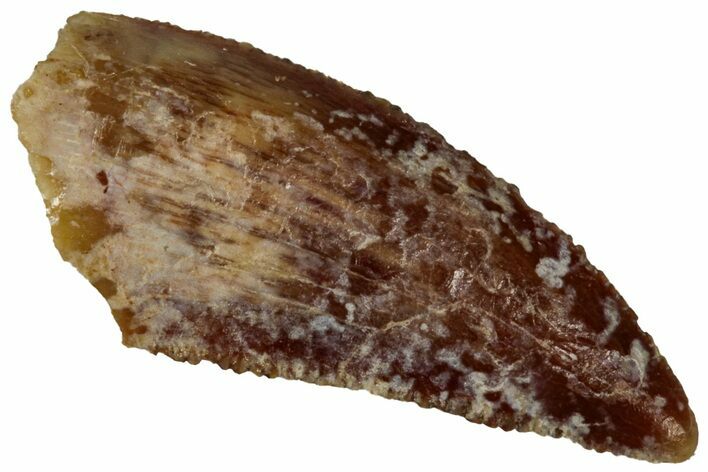 Serrated Raptor Tooth - Real Dinosaur Tooth #300890